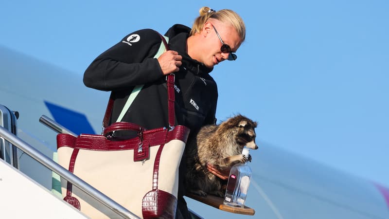 Coupe du monde: Erling Haaland de retour en Norvège... avec un raton-laveur empaillé dans les bras