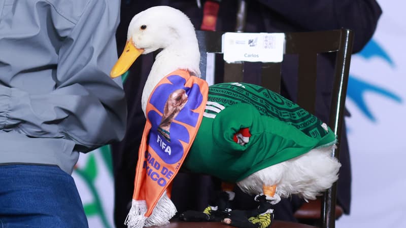 Coupe du monde 2026: le canard devenu mascotte du Mexique a été reçu par la présidente Claudia Sheinbaum