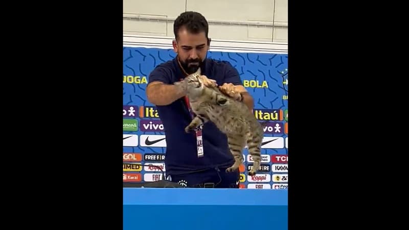 Coupe du monde 2026: la "malédiction du chat" est-elle à l'origine de l'élimination du Brésil?
