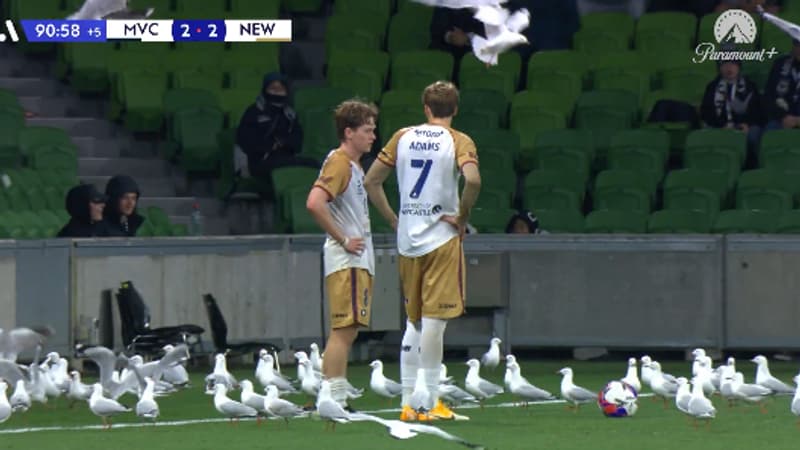 Des dizaines de mouettes perturbent la fin d’un match en Australie